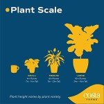 Monstera Swiss Cheese Plant - Easy Care Indoor Decor