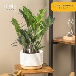Costa Farms ZZ Indoor Tabletop Plant - 6 Inch