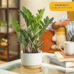 Costa Farms ZZ Indoor Tabletop Plant - 6 Inch