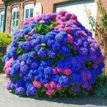 30pcs Blue Pink Purple Hydrangea Garden Flowers