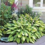 Mixed Heart-Shaped Hosta Bare Roots - 6 Pack