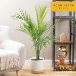 Majesty Palm Live Plant in Modern Decor Planter