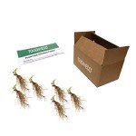 Mixed Heart-Shaped Hosta Bare Roots - 6 Pack