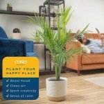 Majesty Palm Live Plant in Modern Decor Planter