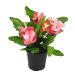 Euphorbia Crown of Thorns Live Houseplant Decor