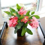 Euphorbia Crown of Thorns Live Houseplant Decor
