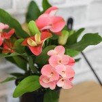 Euphorbia Crown of Thorns Live Houseplant Decor