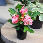 Euphorbia Crown of Thorns Live Houseplant Decor