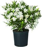 Frostproof Gardenia Shrub with White Blooms