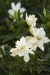 Frostproof Gardenia Shrub with White Blooms