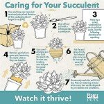 Euphorbia Crown of Thorns Live Houseplant Decor