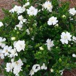 Frostproof Gardenia Shrub with White Blooms
