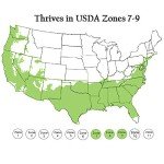 Frostproof Gardenia Shrub with White Blooms