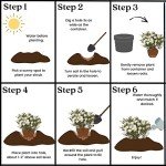 Frostproof Gardenia Shrub with White Blooms