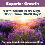 Premium English Lavender Seeds - 3000 Non-GMO