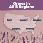 Premium English Lavender Seeds - 3000 Non-GMO