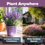 Premium English Lavender Seeds - 3000 Non-GMO