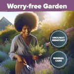 Premium English Lavender Seeds - 3000 Non-GMO