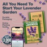 Premium English Lavender Seeds - 3000 Non-GMO