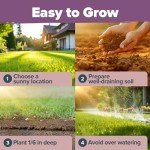 Premium English Lavender Seeds - 3000 Non-GMO