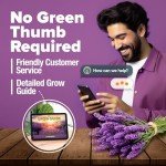 Premium English Lavender Seeds - 3000 Non-GMO