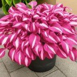 Pink Hosta Seeds for Easy Outdoor Gardening