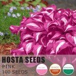 Pink Hosta Seeds for Easy Outdoor Gardening