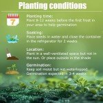 Pink Hosta Seeds for Easy Outdoor Gardening