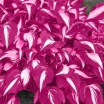 Pink Hosta Seeds for Easy Outdoor Gardening