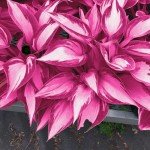 Pink Hosta Seeds for Easy Outdoor Gardening