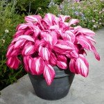 Pink Hosta Seeds for Easy Outdoor Gardening