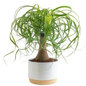 Ponytail Palm Bonsai - Easy Indoor Plant