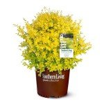 Southern Living Ligustrum Sunshine Shrub - 2 Gallon