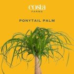 Ponytail Palm Bonsai - Easy Indoor Plant