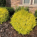 Southern Living Ligustrum Sunshine Shrub - 2 Gallon