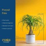 Ponytail Palm Bonsai - Easy Indoor Plant