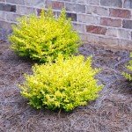 Southern Living Ligustrum Sunshine Shrub - 2 Gallon