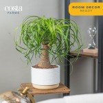Ponytail Palm Bonsai - Easy Indoor Plant