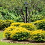 Southern Living Ligustrum Sunshine Shrub - 2 Gallon