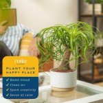 Ponytail Palm Bonsai - Easy Indoor Plant