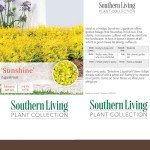 Southern Living Ligustrum Sunshine Shrub - 2 Gallon