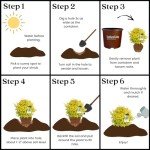 Southern Living Ligustrum Sunshine Shrub - 2 Gallon