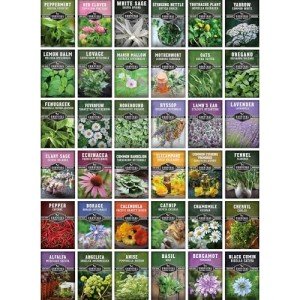 36-Piece Medicinal Herb Seed Collection