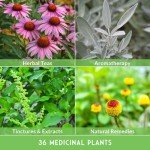 36-Piece Medicinal Herb Seed Collection