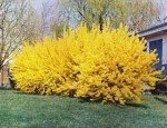 Lynwood Gold Forsythia Bush - Bright Yellow Flowering Shrub