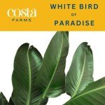 White Bird of Paradise Indoor Plant, 3-4 Feet