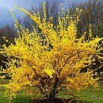 Lynwood Gold Forsythia Bush - Bright Yellow Flowering Shrub