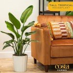 White Bird of Paradise Indoor Plant, 3-4 Feet