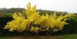 Lynwood Gold Forsythia Bush - Bright Yellow Flowering Shrub