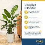 White Bird of Paradise Indoor Plant, 3-4 Feet